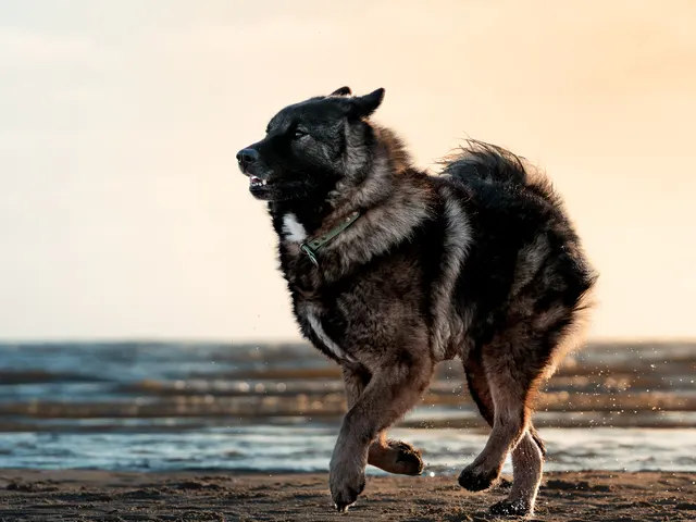 Hund draußen beim Fotowalk