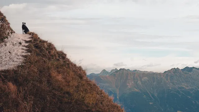 Hundeporträt von Dominik